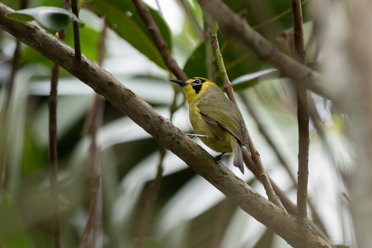 Bonin White-eye - ML622816762