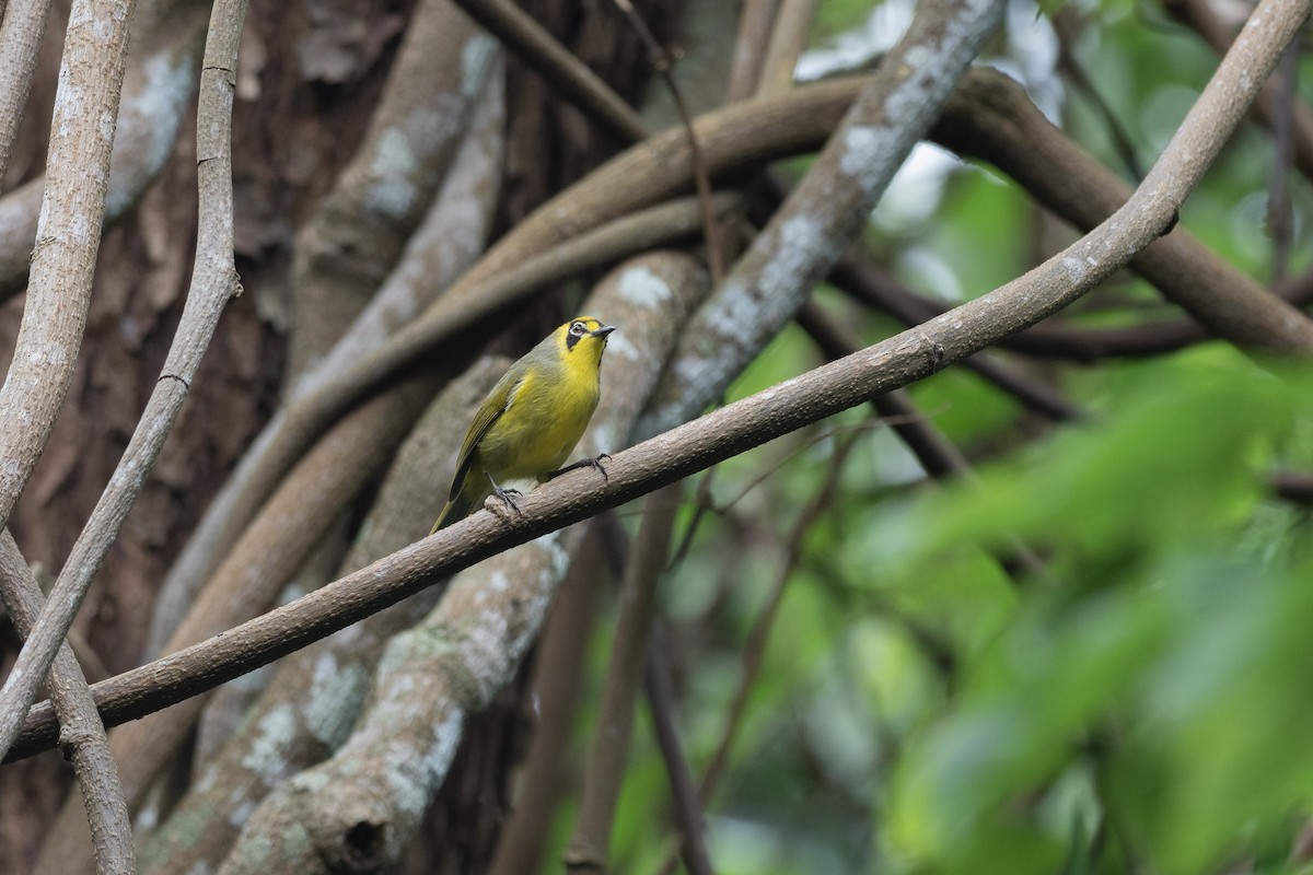 Bonin White-eye - ML622816765