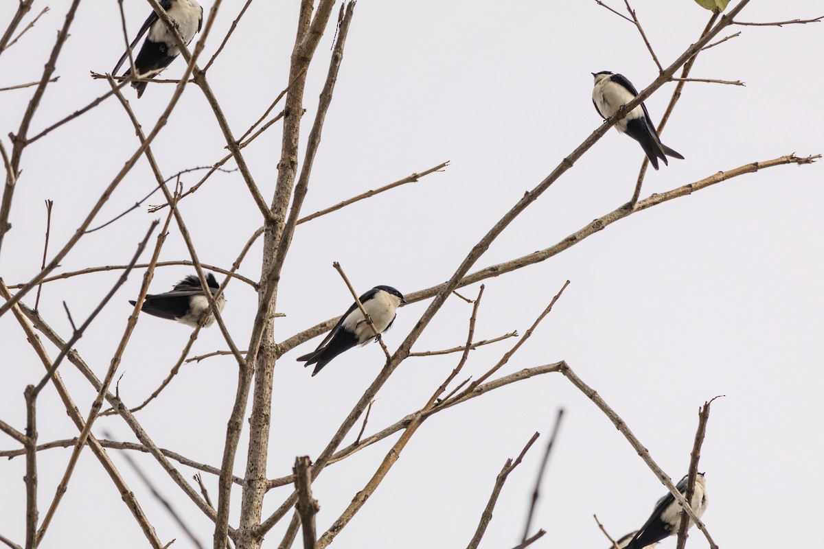 Blue-and-white Swallow - ML622816782