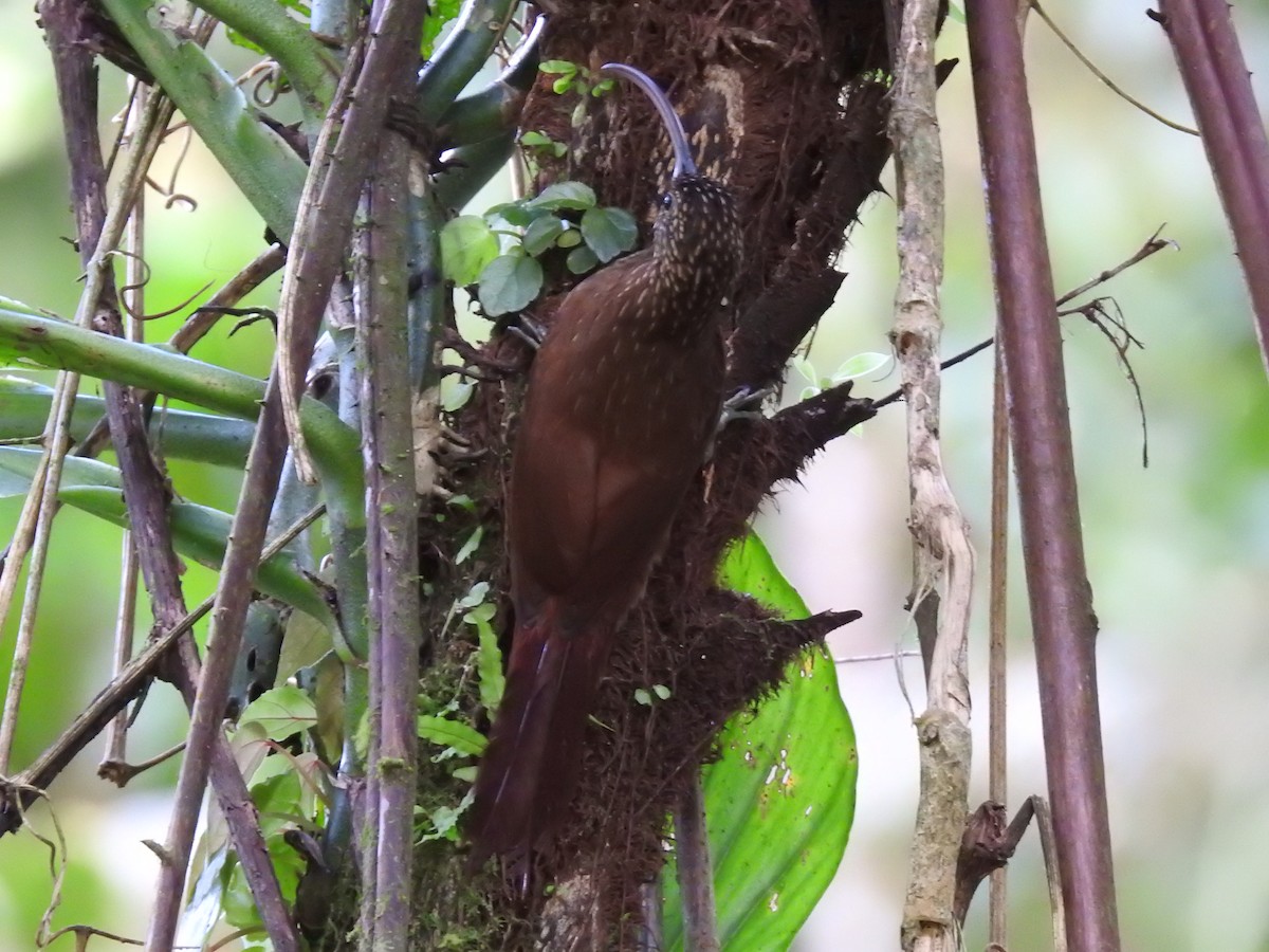 Brown-billed Scythebill - ML622816785