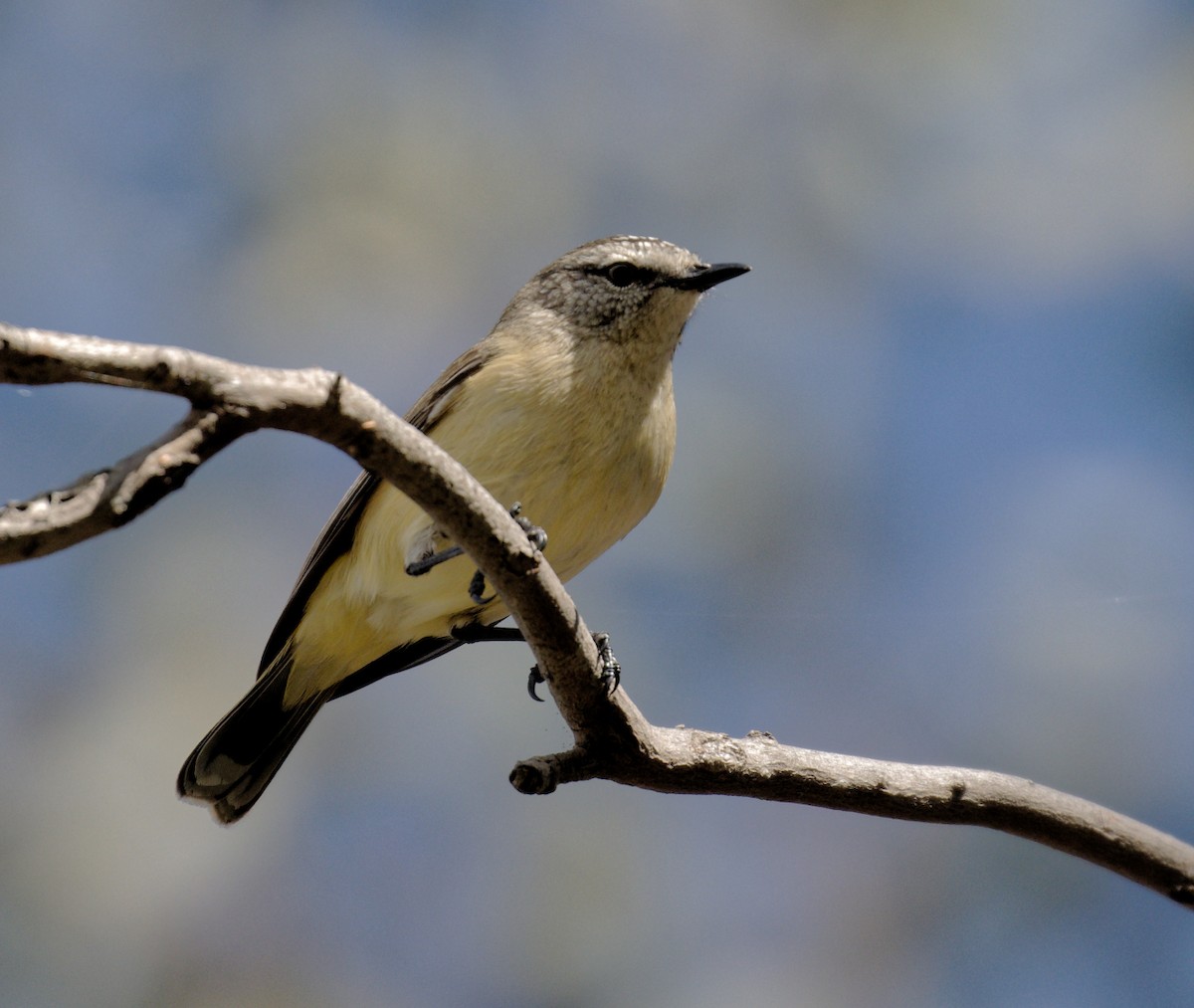 Yellow-rumped Thornbill - ML622816794