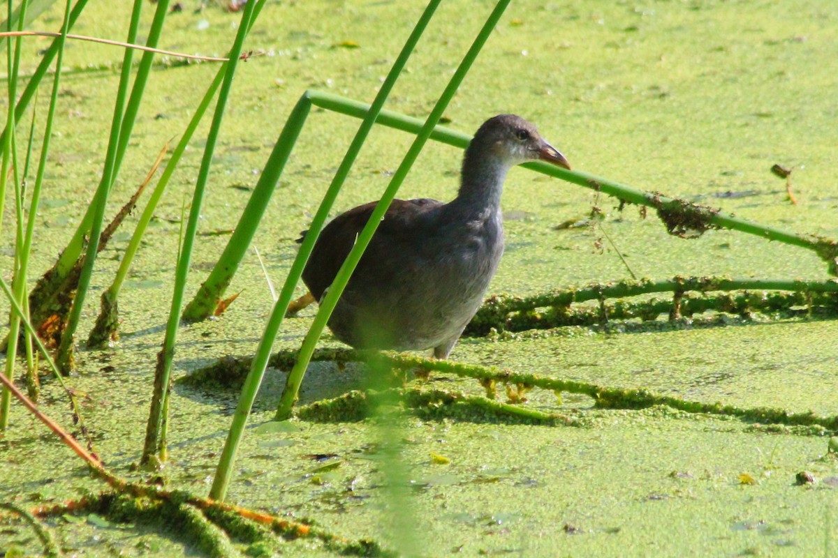 Common Gallinule - ML622816810