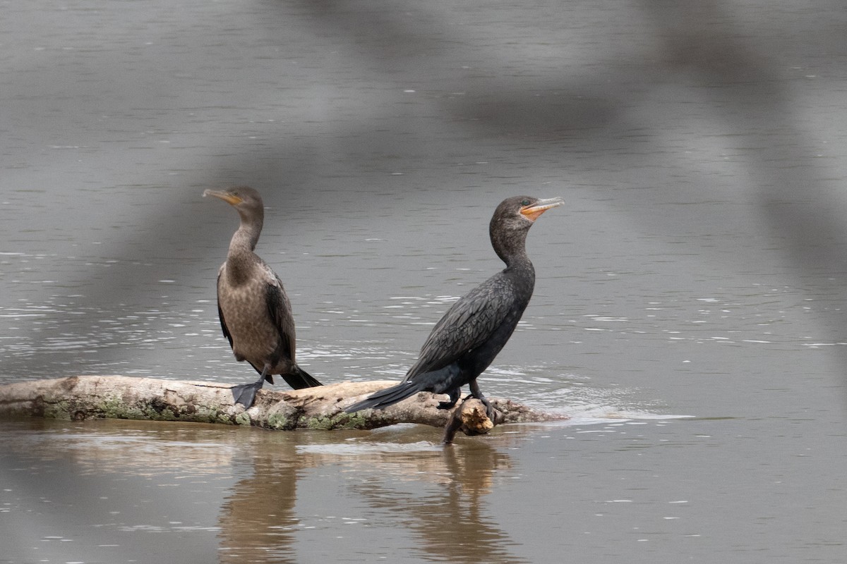 Neotropic Cormorant - Andre Moncrieff