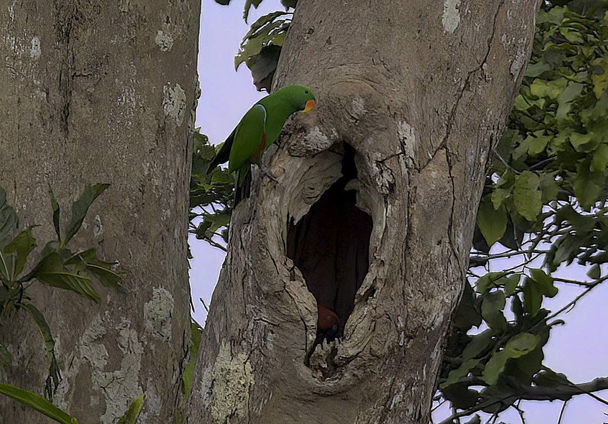 Papuan Eclectus - ML622816857