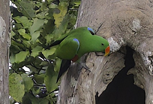 Papuan Eclectus - Mandy Talpas -Hawaii Bird Tours