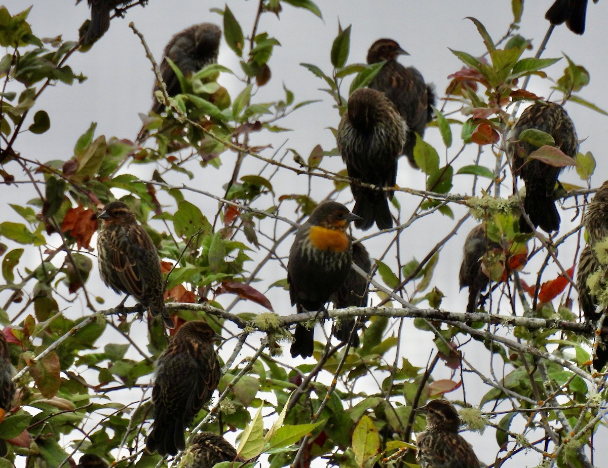 Yellow-headed Blackbird - ML622816868