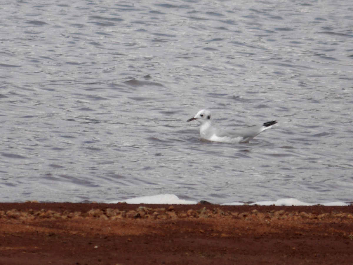 Bonaparte's Gull - ML622816870