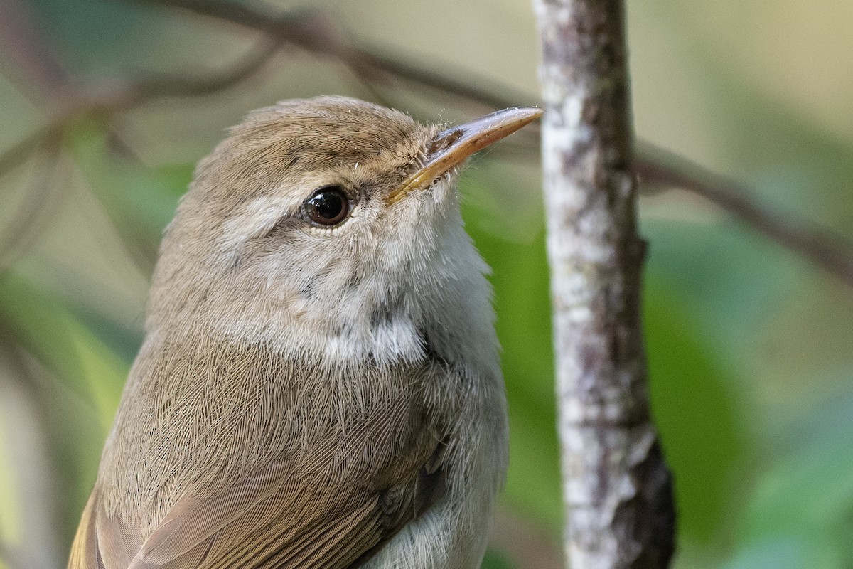 Japanese Bush Warbler (Bonin) - ML622816880