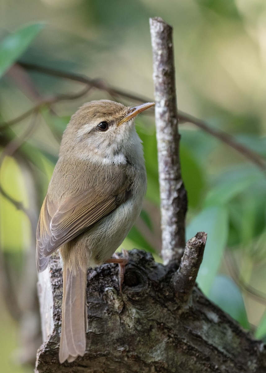 Japanese Bush Warbler (Bonin) - ML622816881