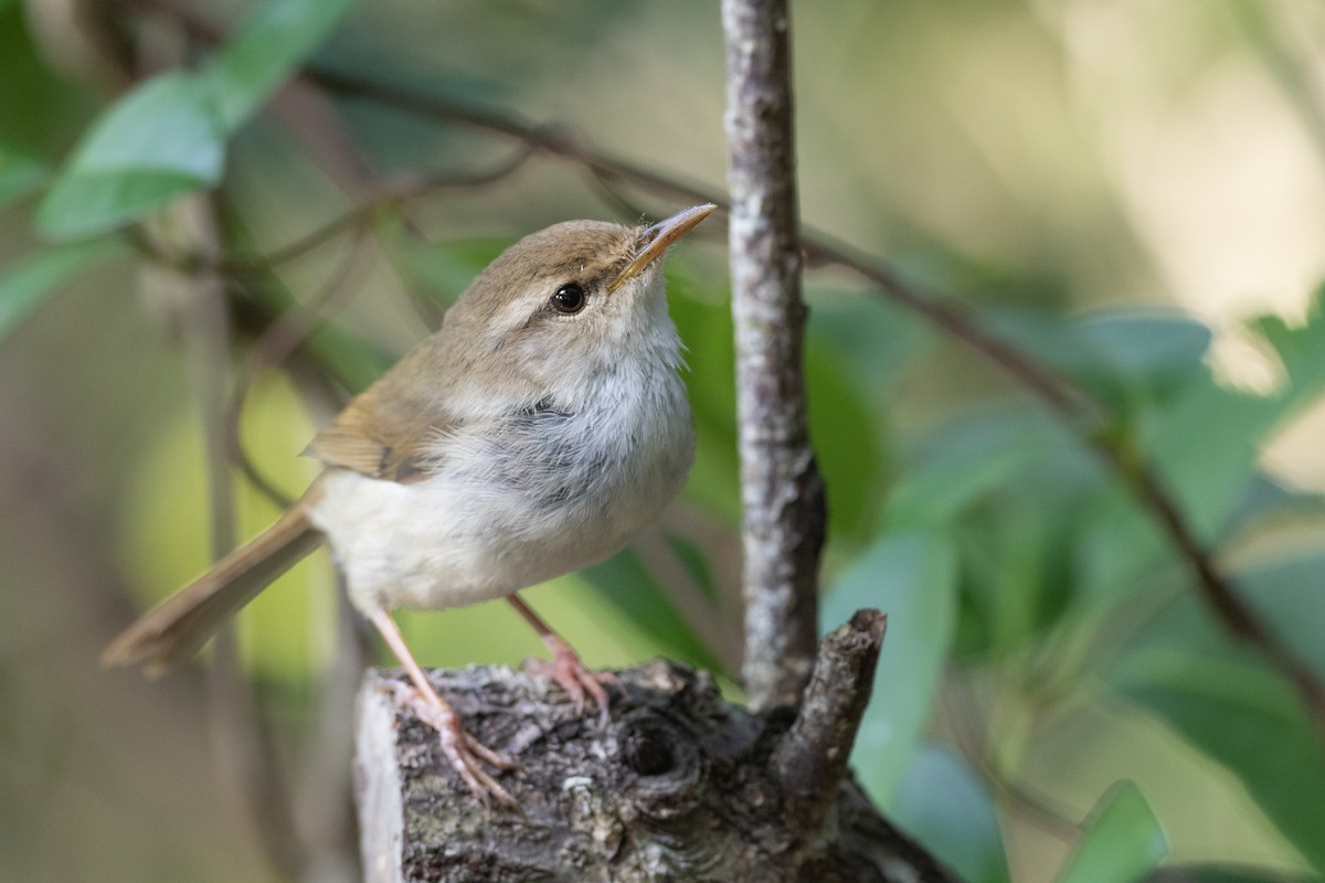 Japanese Bush Warbler (Bonin) - ML622816882