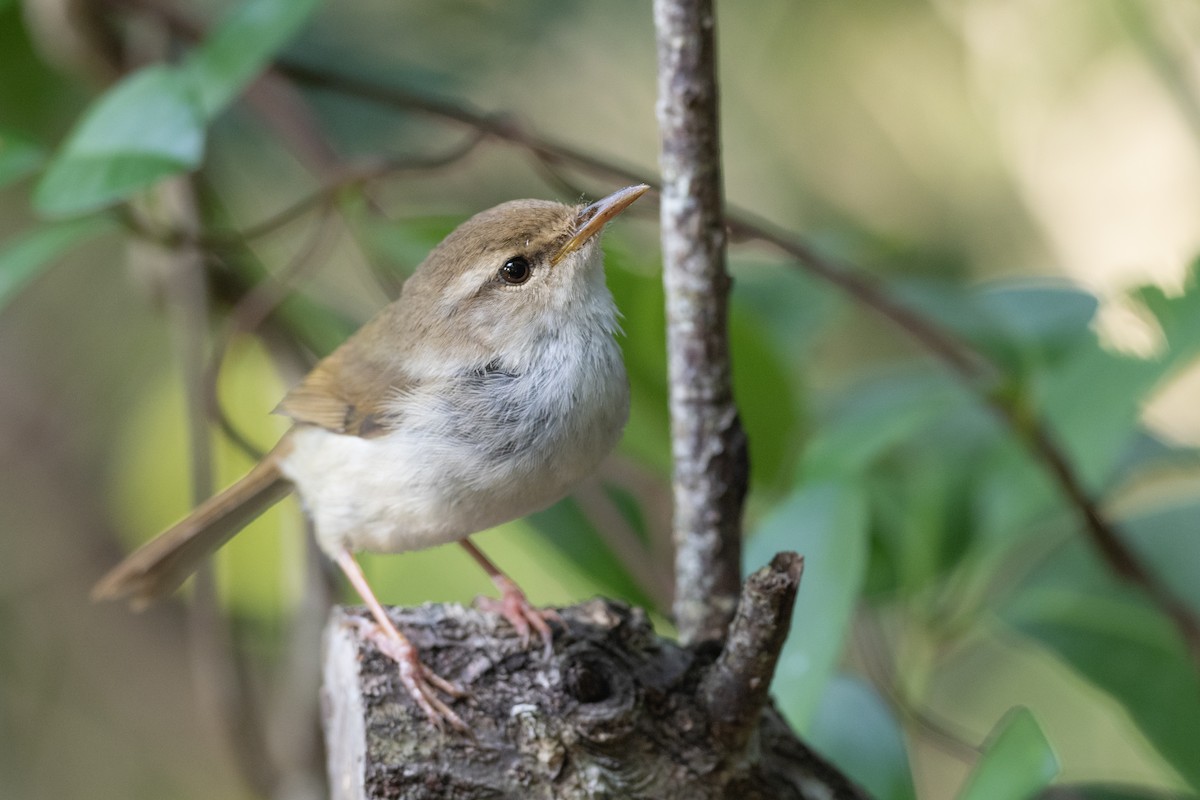 Japanese Bush Warbler (Bonin) - ML622816883