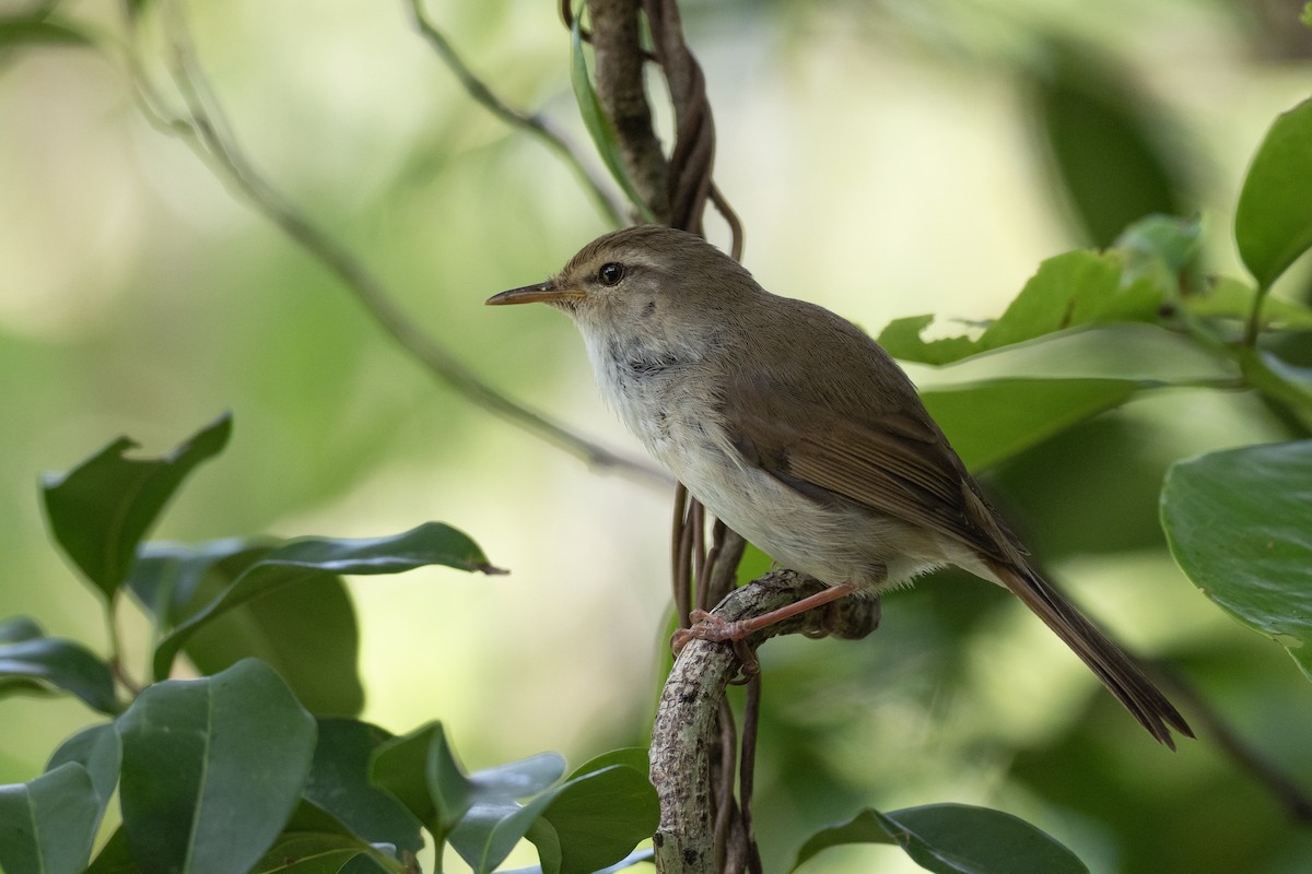 Japanese Bush Warbler (Bonin) - Doug Whitman