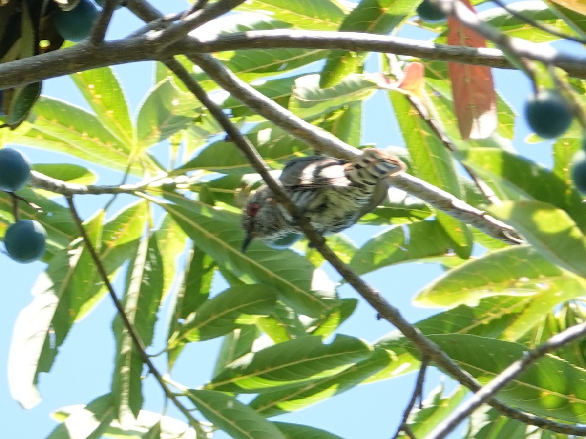 Little Bronze-Cuckoo (Gould's) - ML622816903