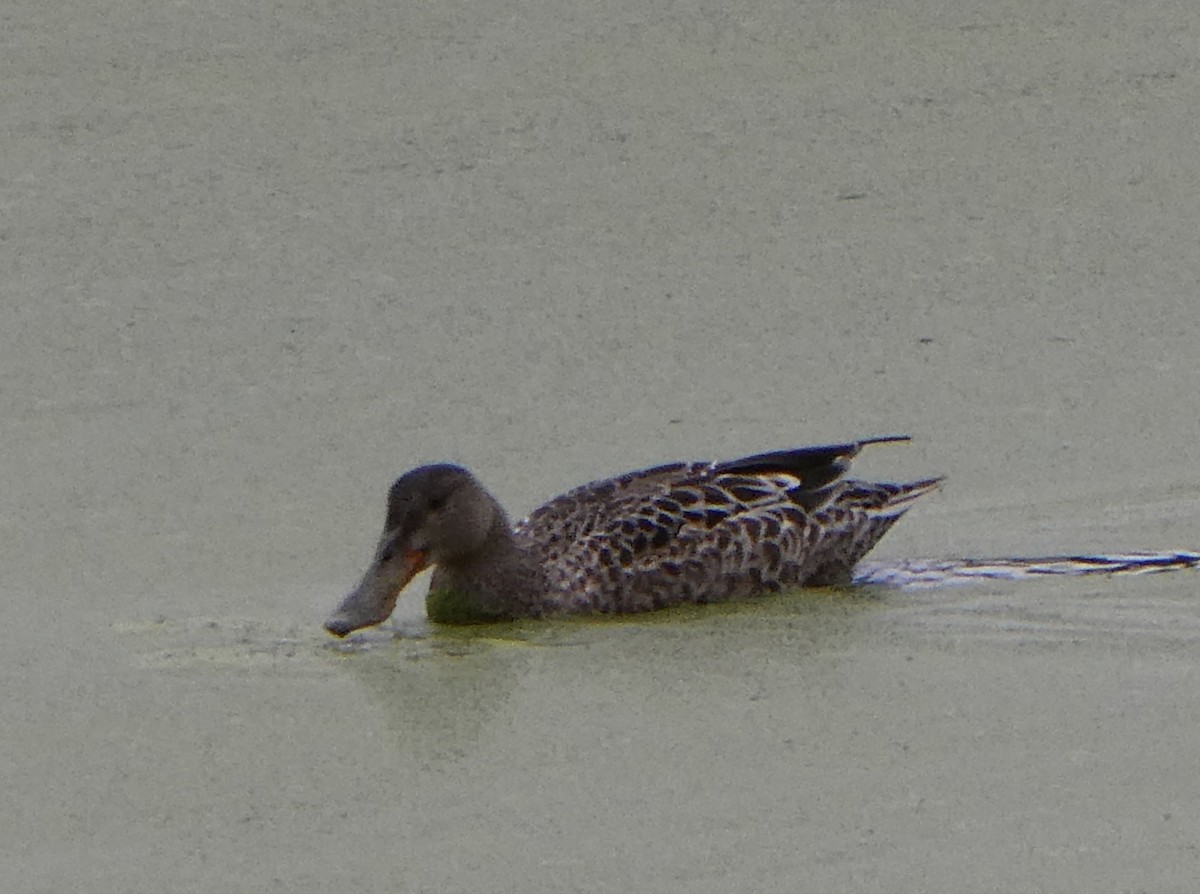 Northern Shoveler - ML622816924