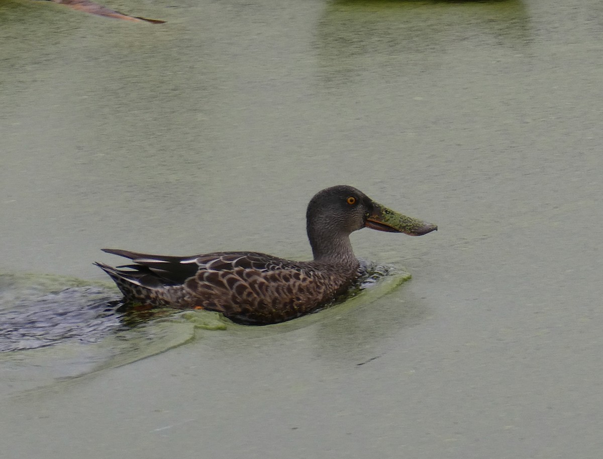 Northern Shoveler - ML622816925