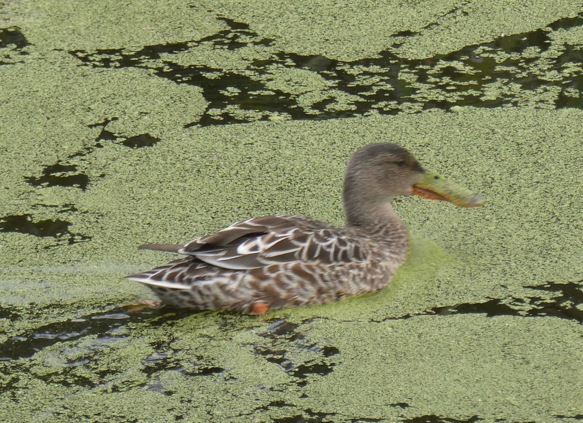 Northern Shoveler - ML622816926