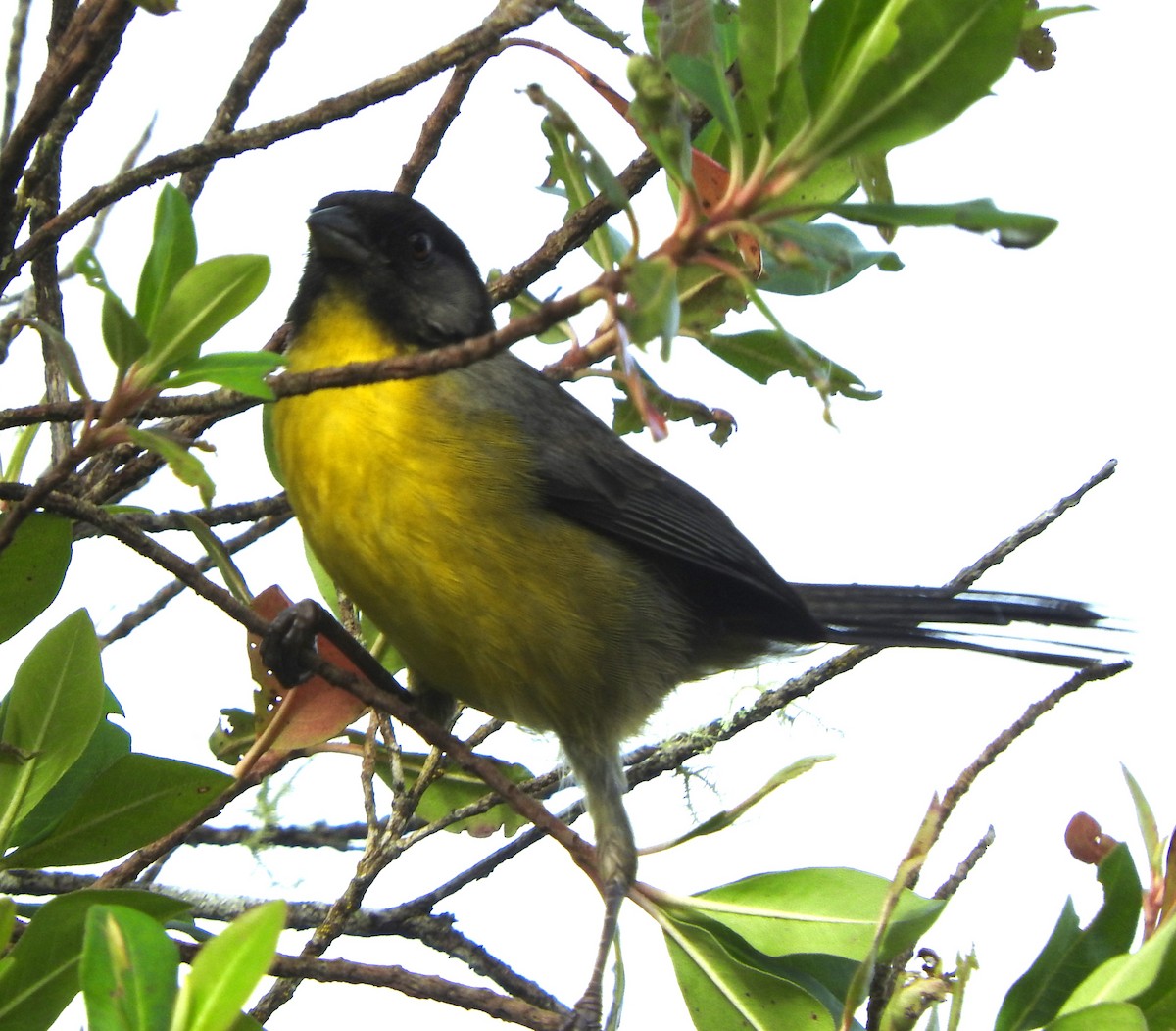 Santa Marta Brushfinch - ML622816934