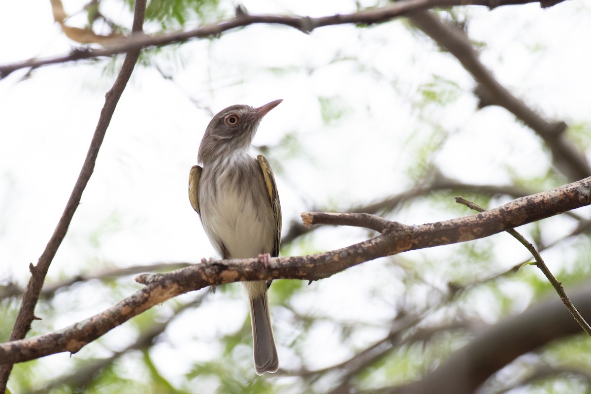 Pearly-vented Tody-Tyrant - ML622816940