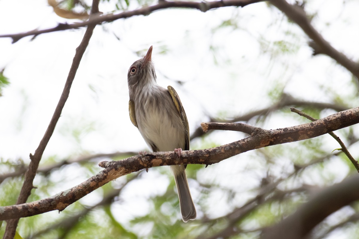 Pearly-vented Tody-Tyrant - ML622816941