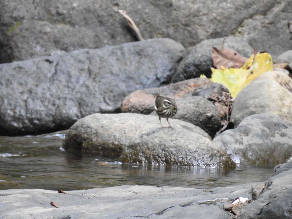 Louisiana Waterthrush - ML622816949