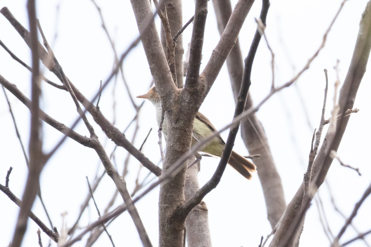 Fulvous-crowned Scrub-Tyrant - ML622816950