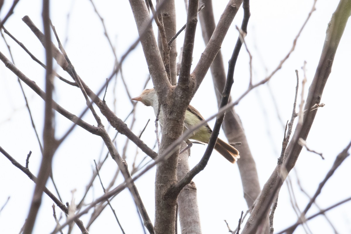 Fulvous-crowned Scrub-Tyrant - ML622816951