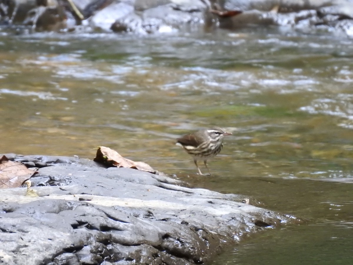 Louisiana Waterthrush - Erick Barbato