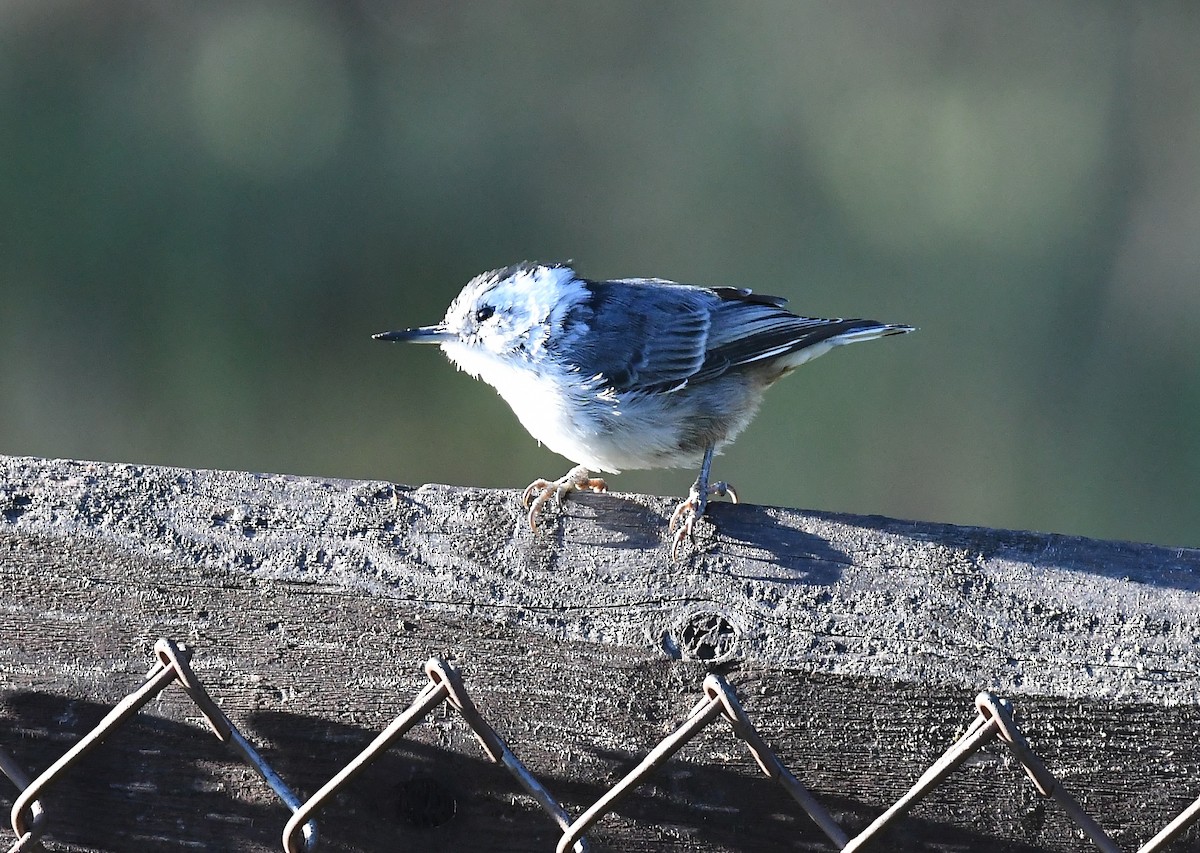 White-breasted Nuthatch - Lance Felber