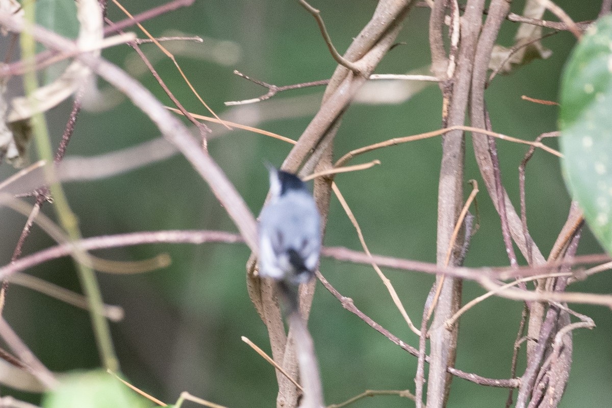 Tropical Gnatcatcher - ML622816993