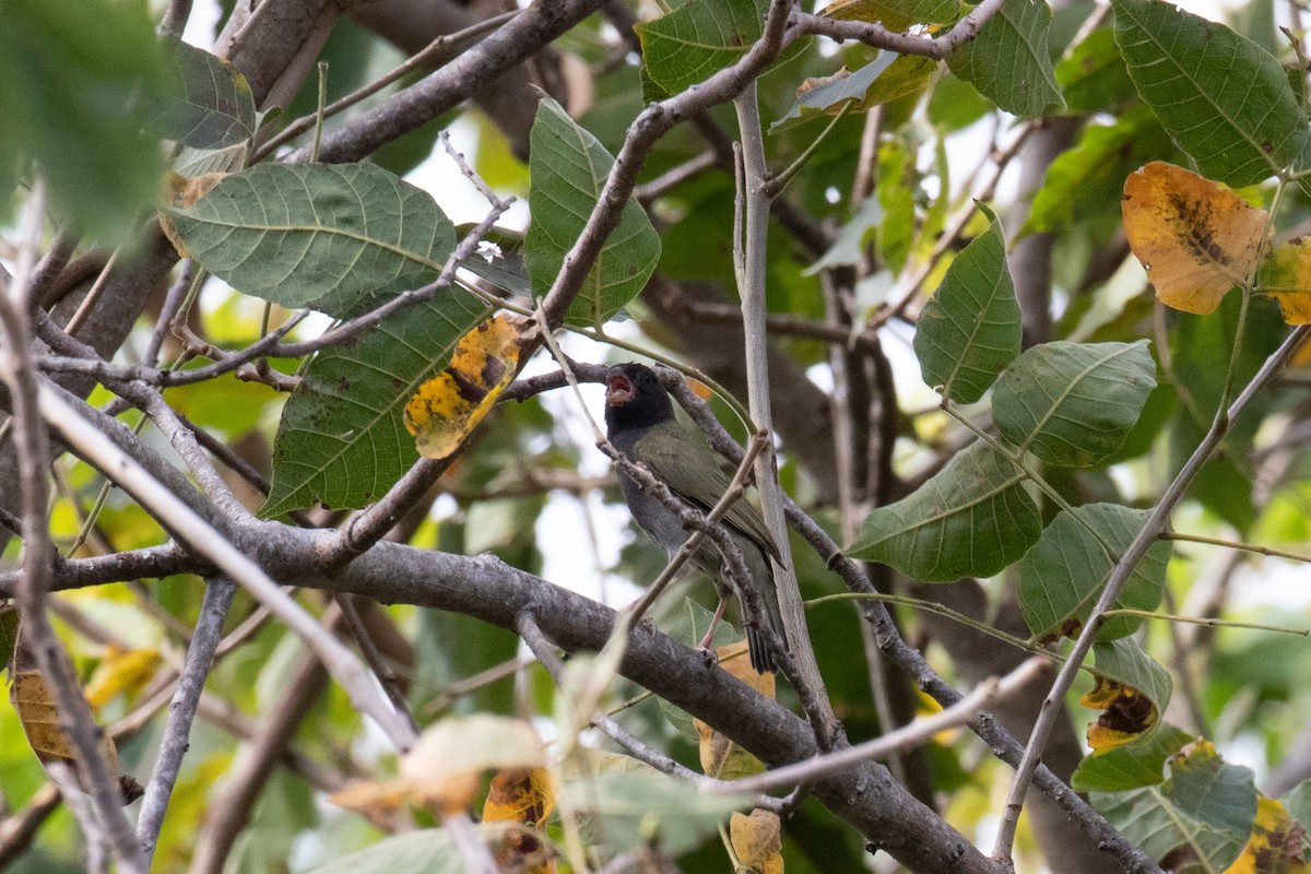 Black-faced Grassquit - ML622817020