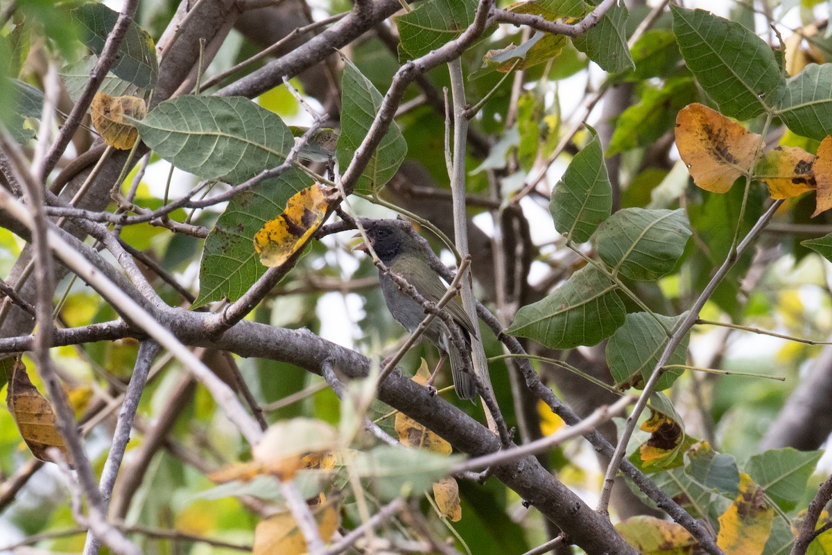 Black-faced Grassquit - ML622817021