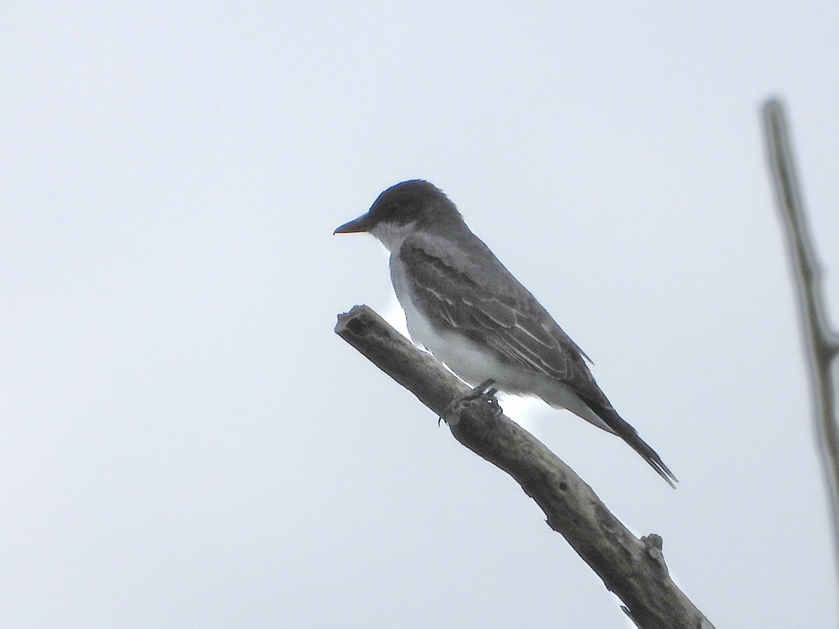 Eastern Kingbird - Fredllbm  m mmmm oh hub ll TV glvl Collinsv k