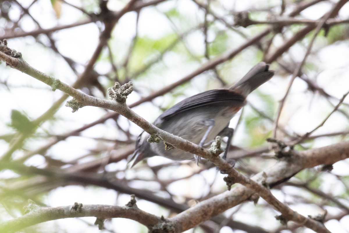 White-eared Conebill - ML622817060