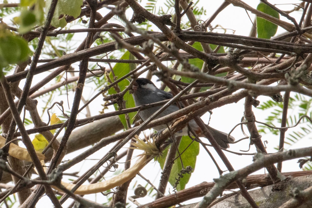 White-eared Conebill - ML622817061