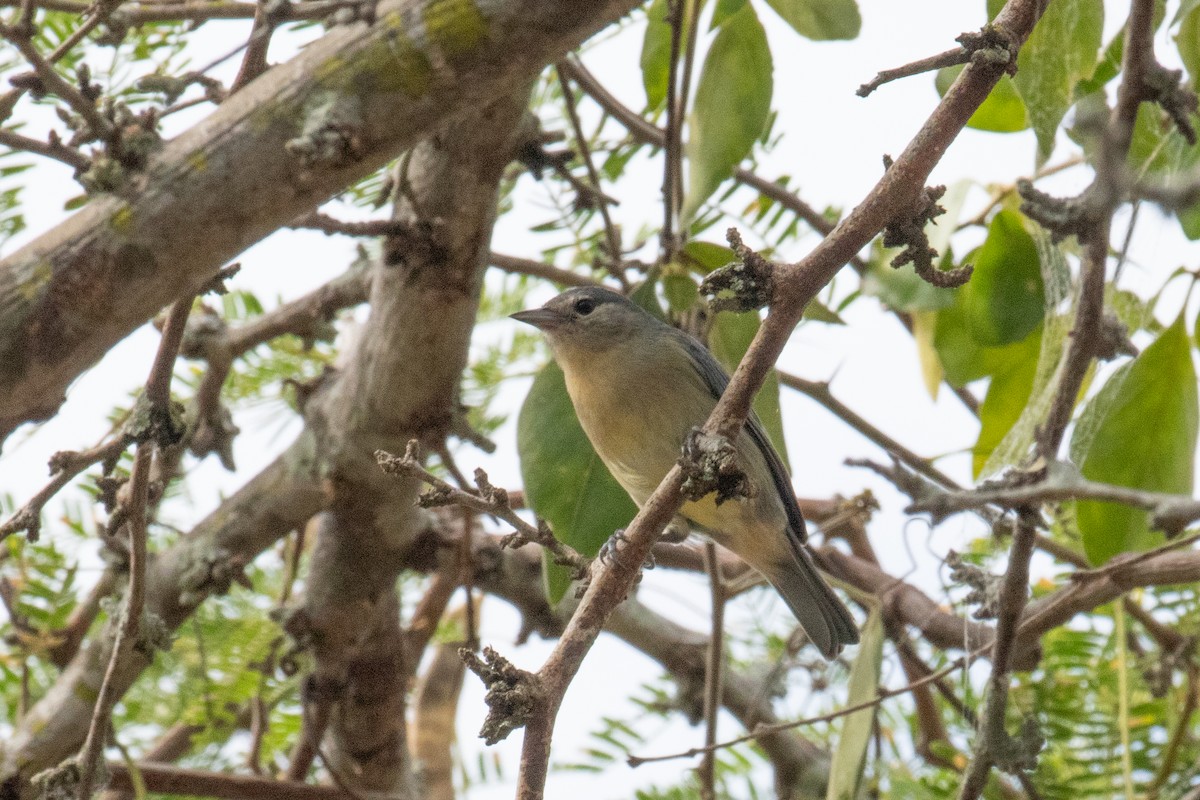 White-eared Conebill - ML622817062