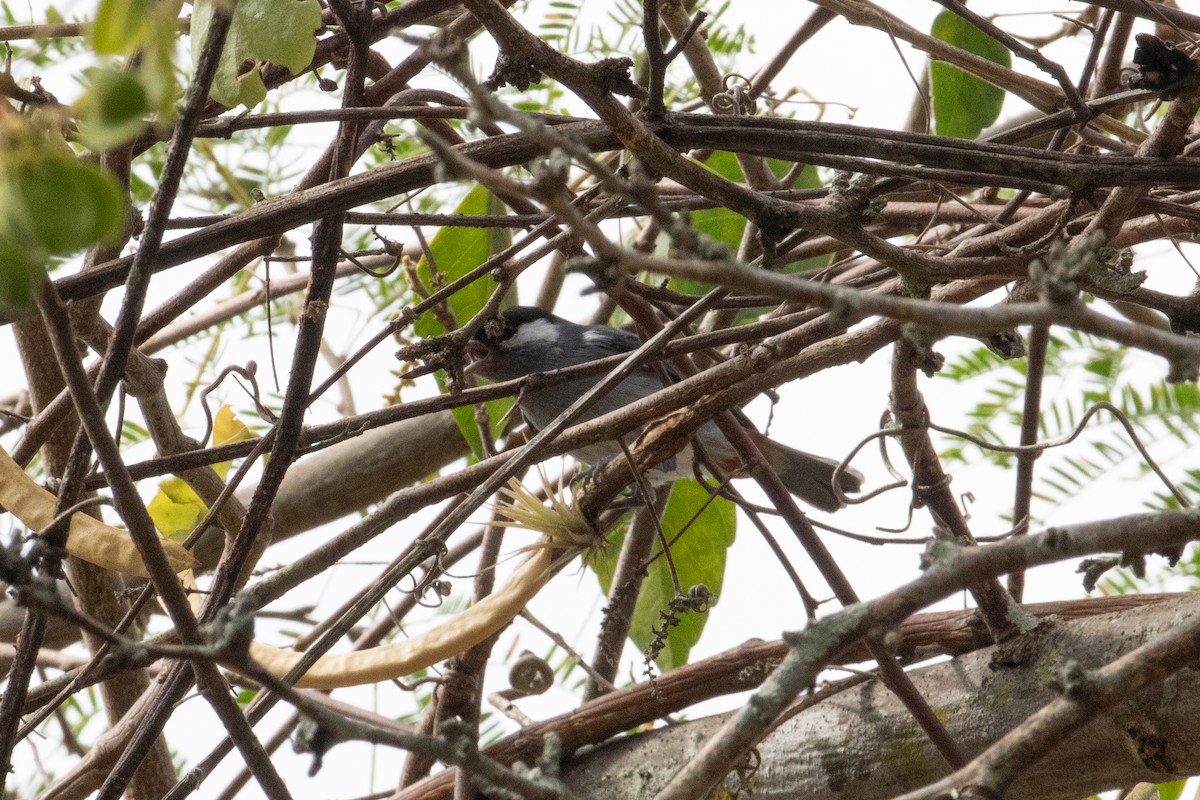 White-eared Conebill - ML622817063