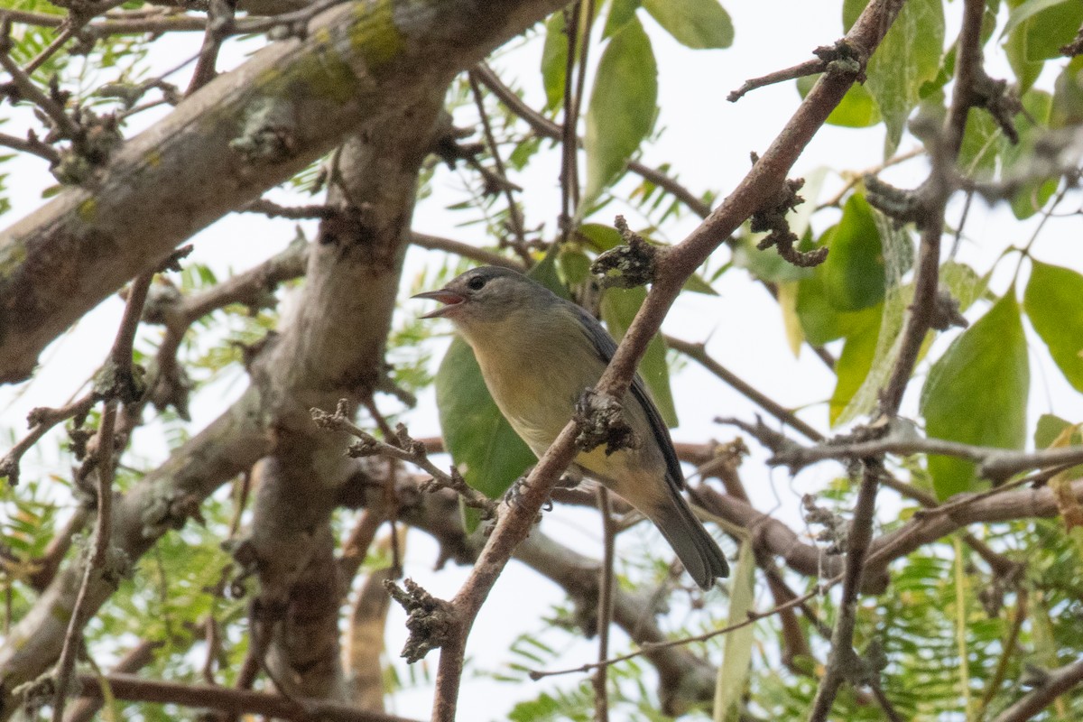 White-eared Conebill - ML622817064