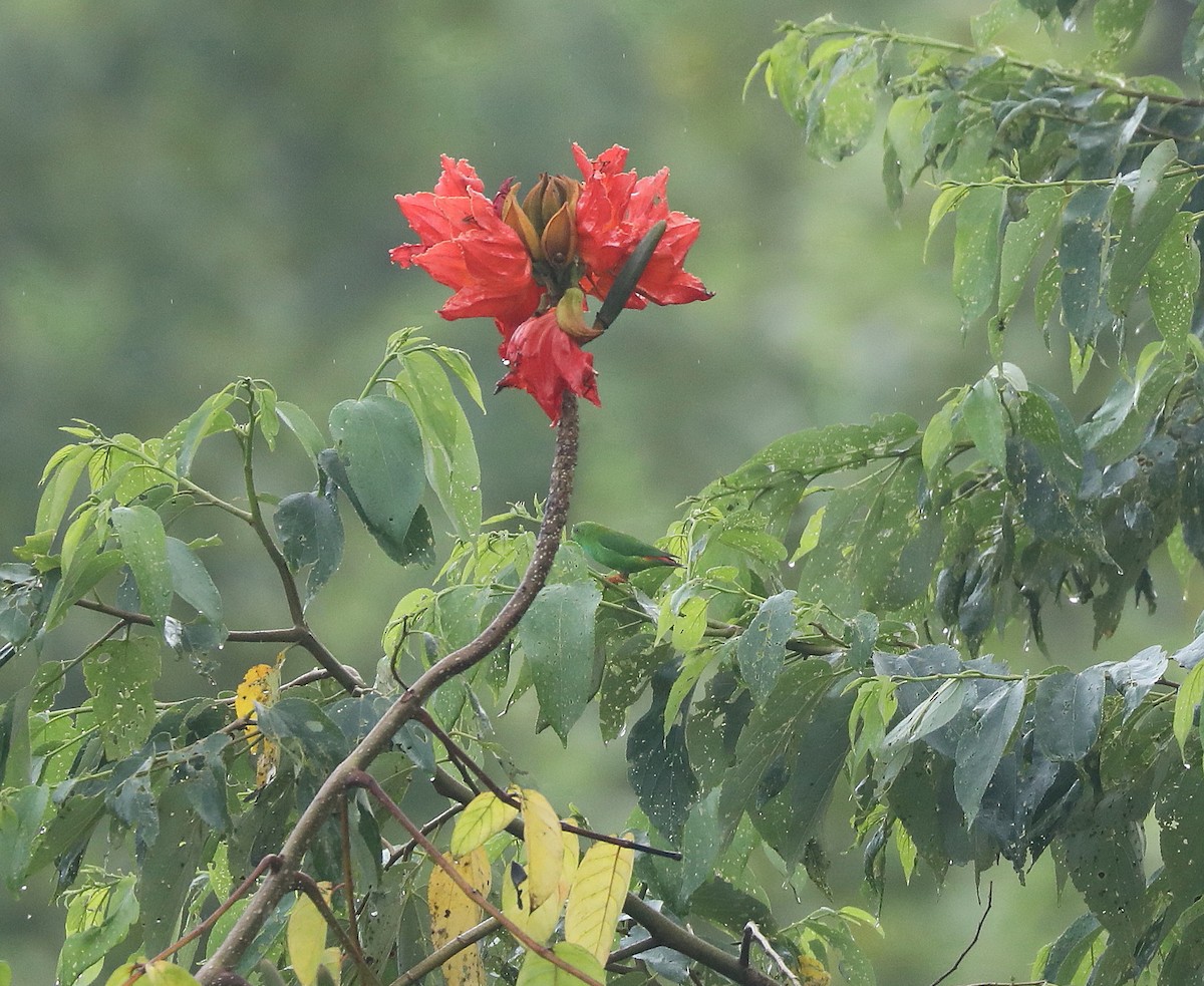 Pygmy Hanging-Parrot - ML622817072