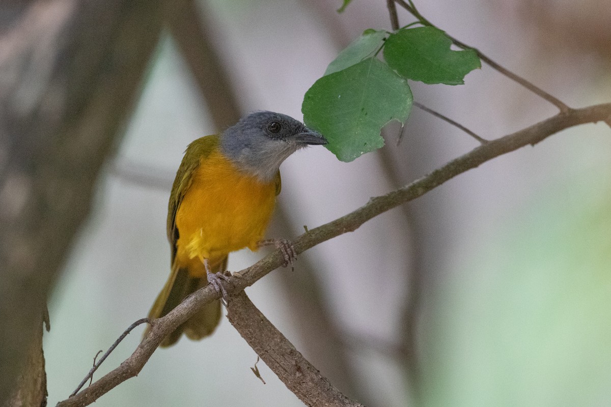 Gray-headed Tanager - ML622817073