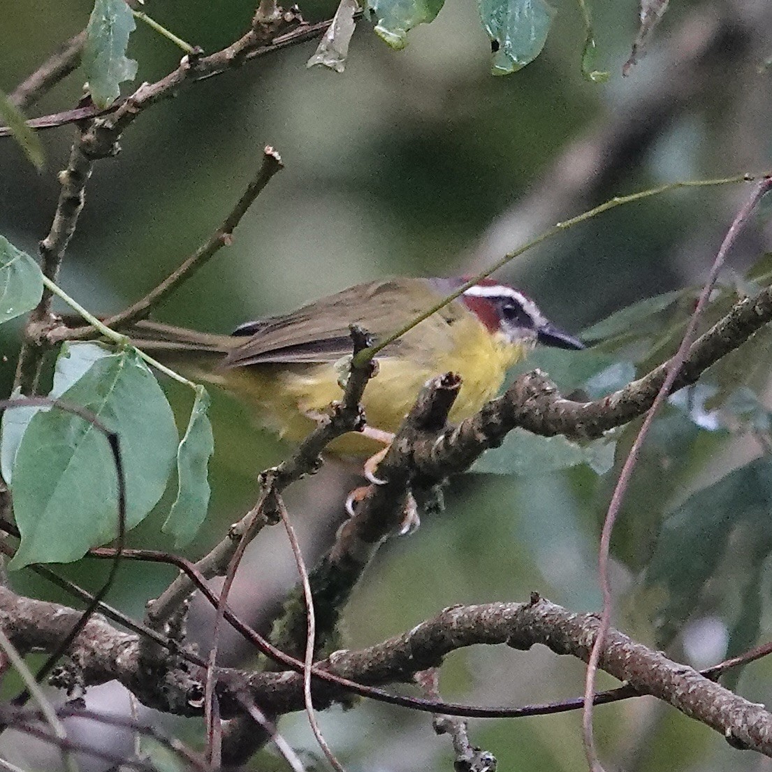 Chestnut-capped Warbler - ML622817080