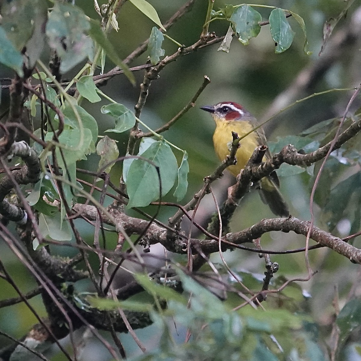 Chestnut-capped Warbler - ML622817081