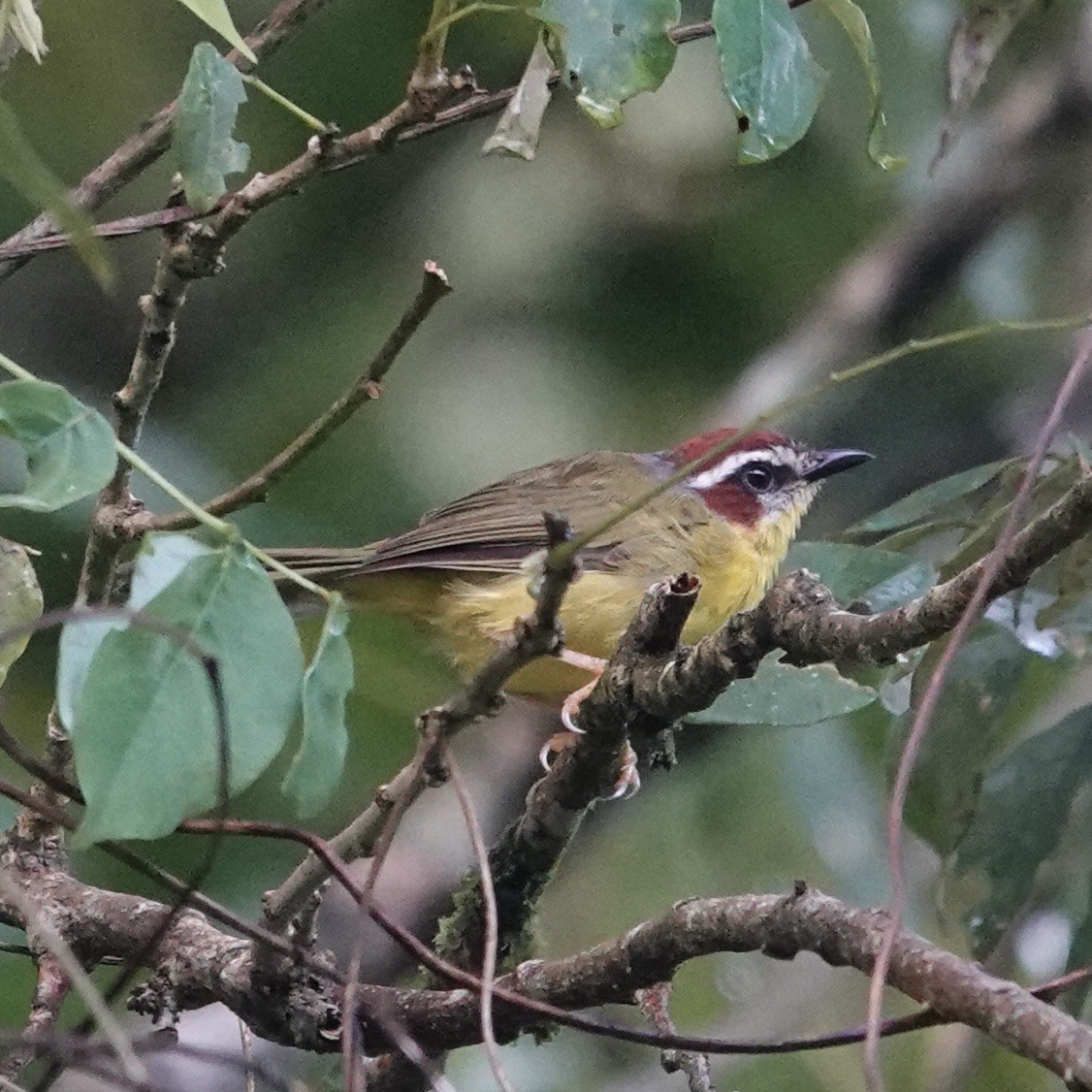 Chestnut-capped Warbler - Chris McVittie