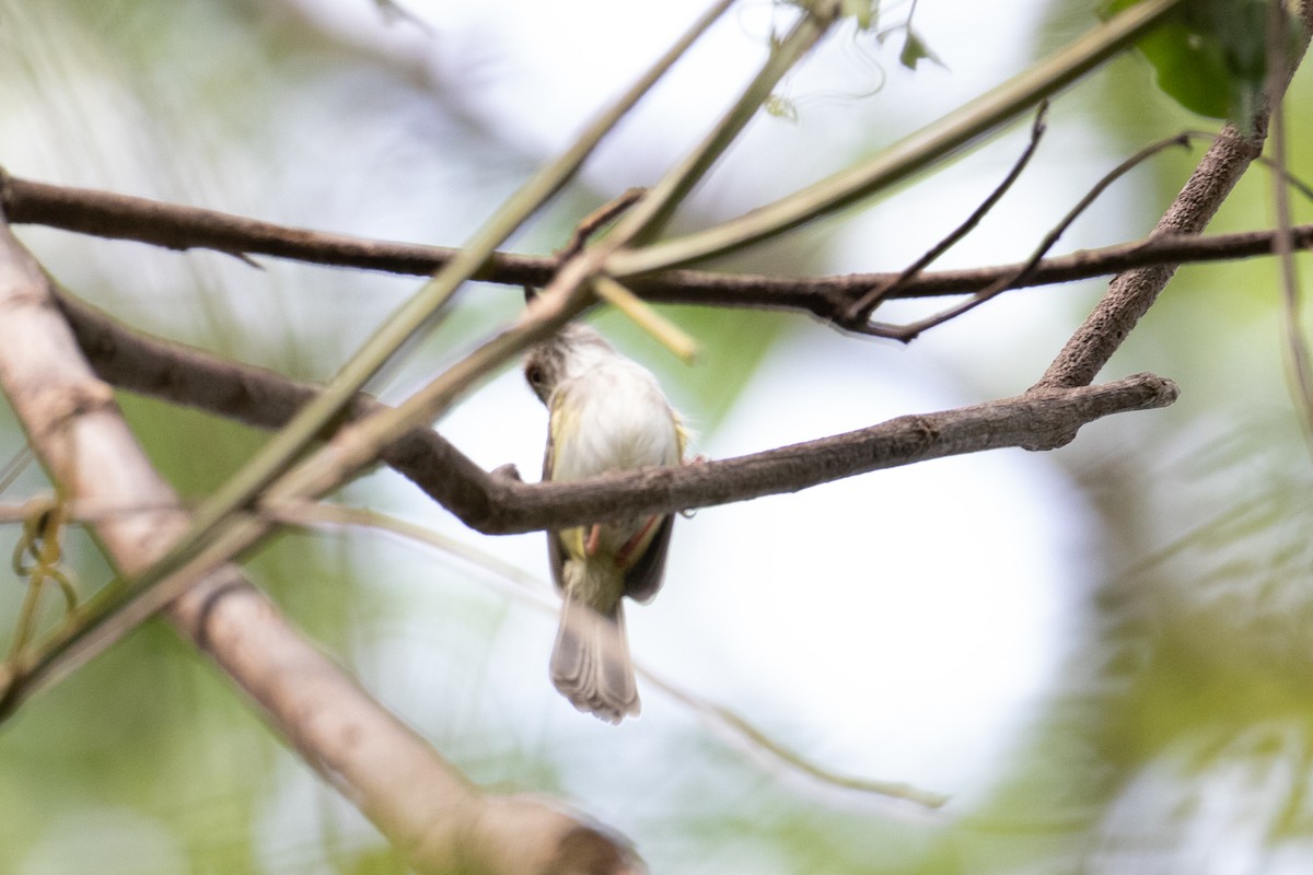 Pale-eyed Pygmy-Tyrant - ML622817084