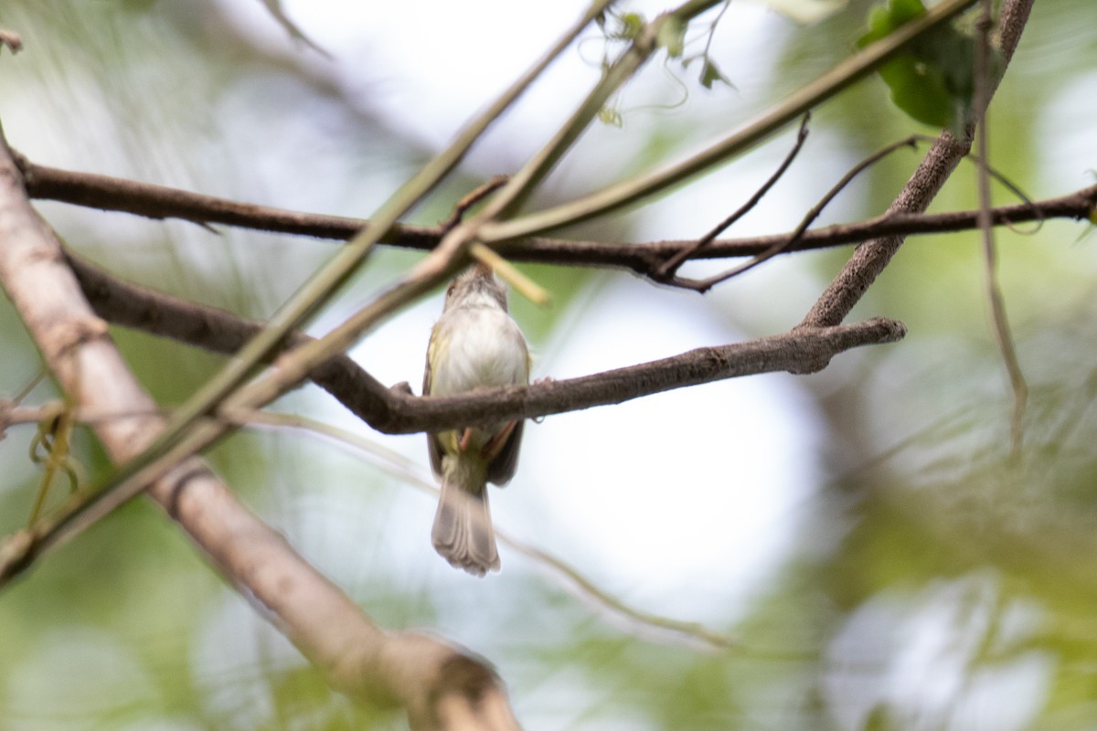 Pale-eyed Pygmy-Tyrant - ML622817086