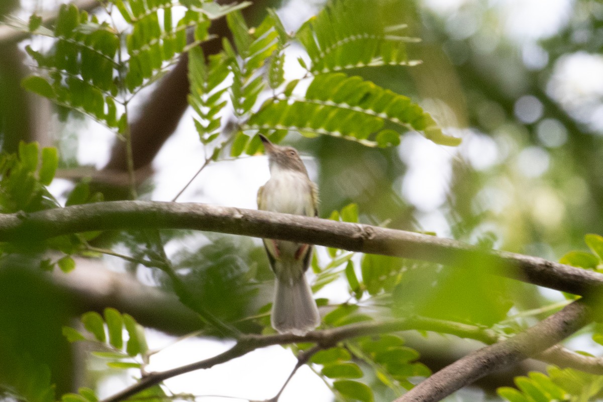 Pale-eyed Pygmy-Tyrant - ML622817087