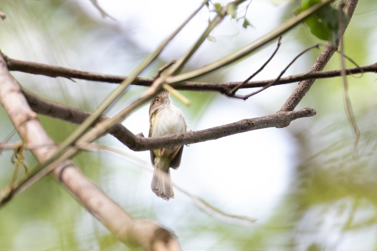 Pale-eyed Pygmy-Tyrant - ML622817088