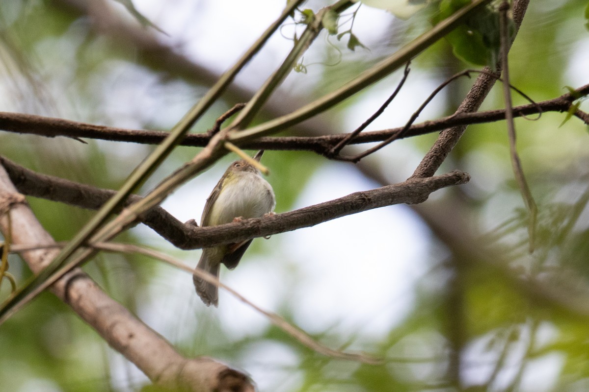 Pale-eyed Pygmy-Tyrant - ML622817089