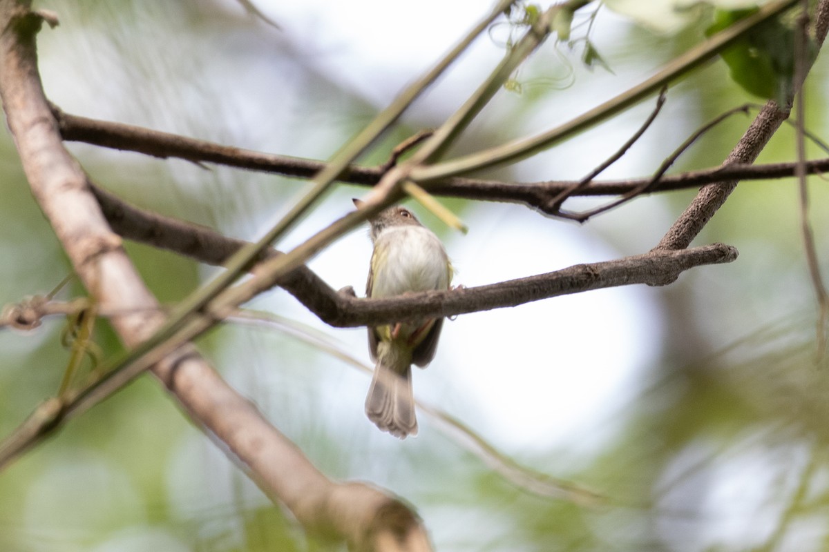 Pale-eyed Pygmy-Tyrant - ML622817090