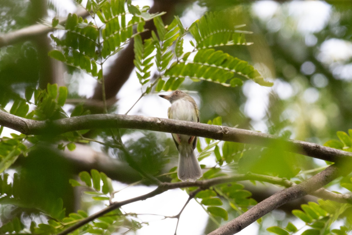 Pale-eyed Pygmy-Tyrant - ML622817091