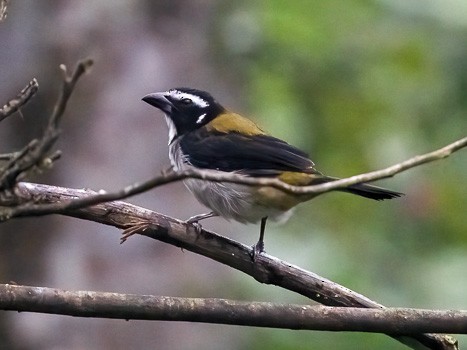 Black-winged Saltator - ML622817097